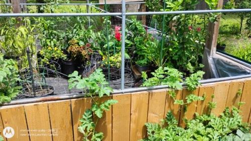 The watermelon is escaping