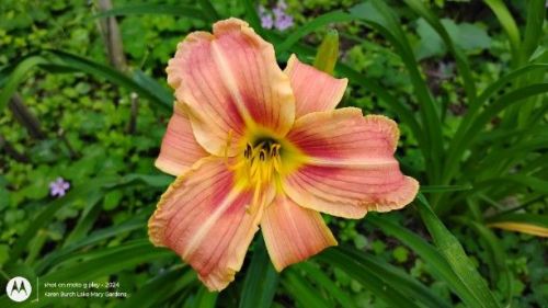 Daylily seedling 