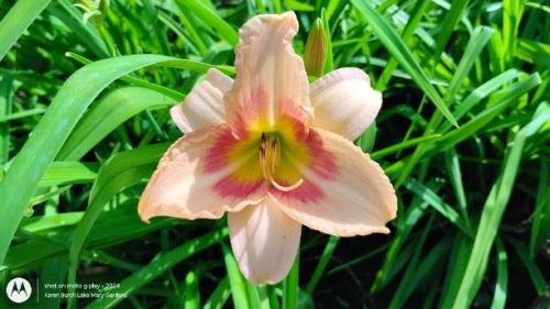 Cute Little daylily Seedling
