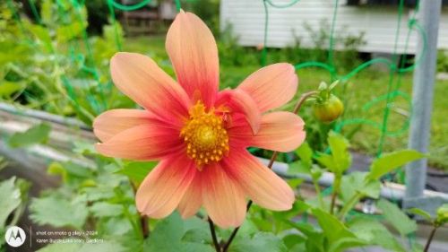 Dahlia Seedling