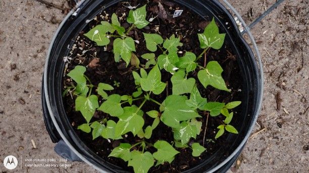 Japanese morning glory grow out F2s