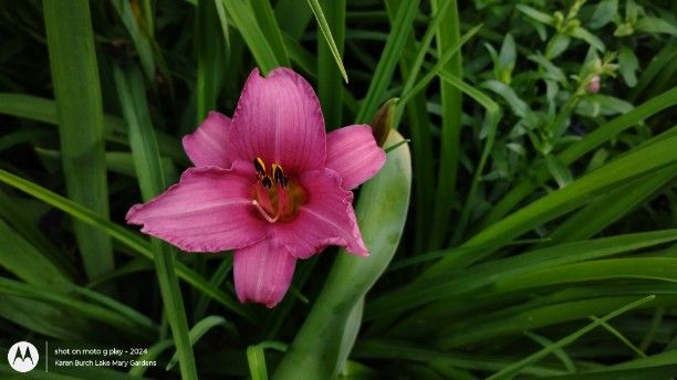 Rosy Pink miniature daylily
