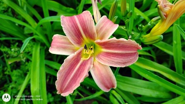 Daylily Seedling striped pink