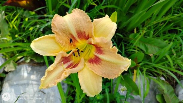 Seedling descended from Red Ribs, Tuscawilla Snowdrift and Wilsons Yellow