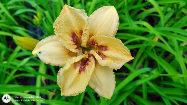 Building on Tradition Seedling not opening