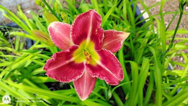 Building on Tradition Seedling