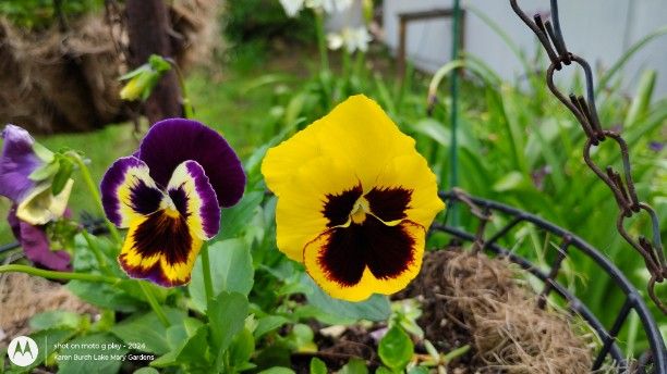 Yellow and purple Swiss Giant Pansy