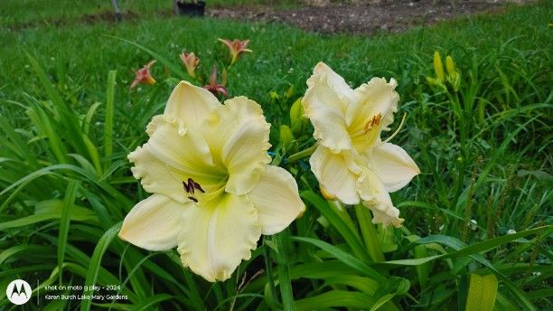 Big Yellow Seedling with good bud count
