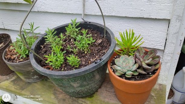 New plants for my succulent collection and Lavender