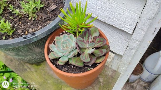 New Succulents for my collection