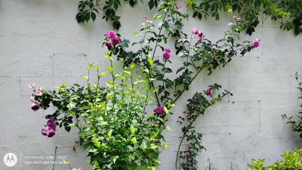 Climbing Rose Lavender Crush