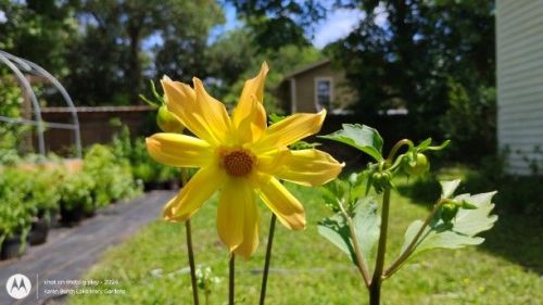 Dahlia seedling