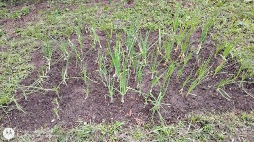 I weeded my onion bed