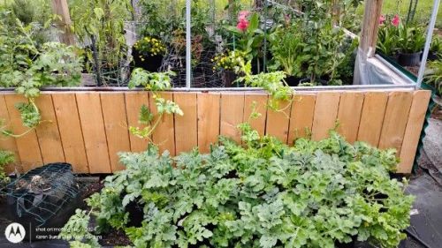 The Watermelon is growing like crazy