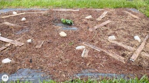 The Giant Watermelon Selection has been made