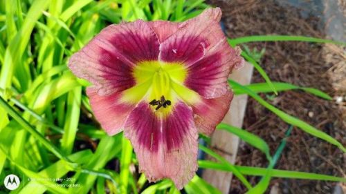 pink Building on Tradition seedling
