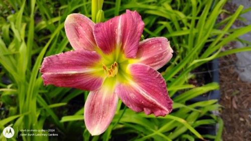 pink Building on Tradition seedling