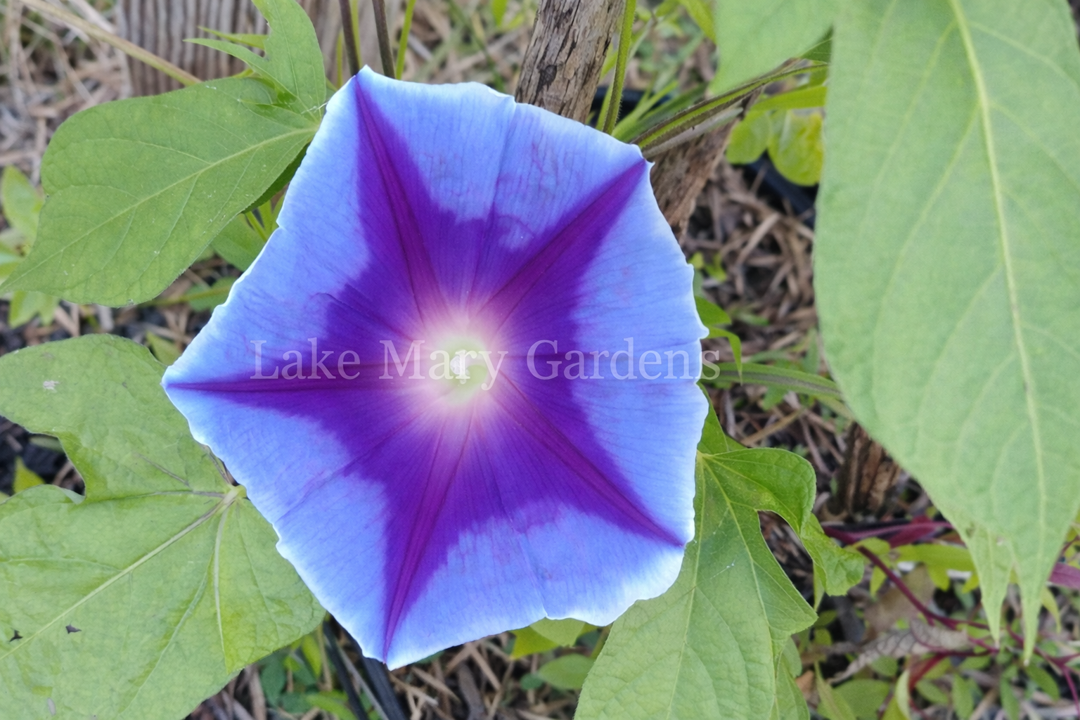Blue Japanese Morning Glory with star of india