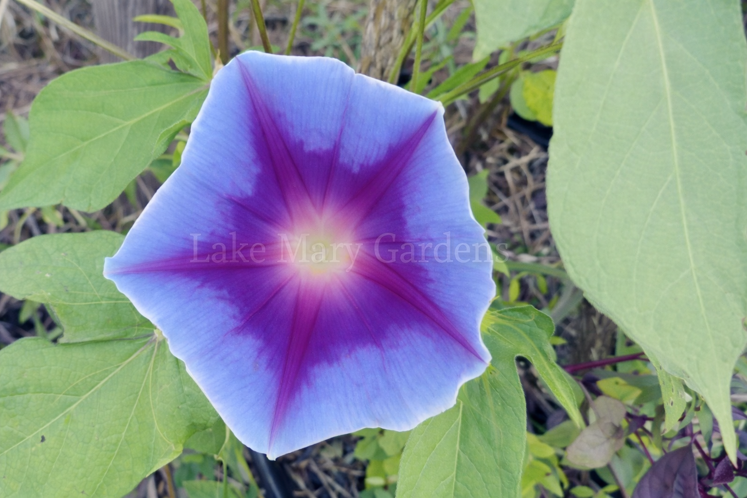 Blue Japanese Morning Glory with star of india