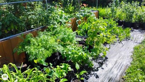 Carrot and potato greenery