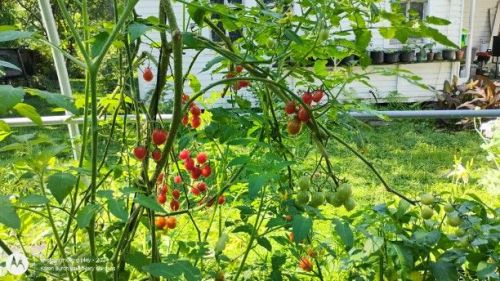 Tomatoes finishing up in greenhouse container garden