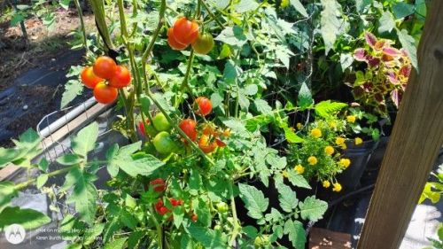 Tomatoes finishing up in the greenhouse