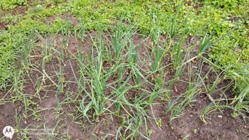 onion bed