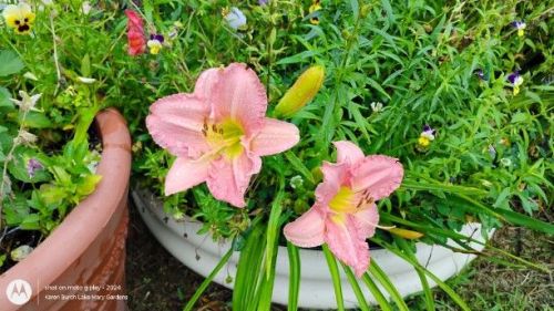 light pink daylily seedling