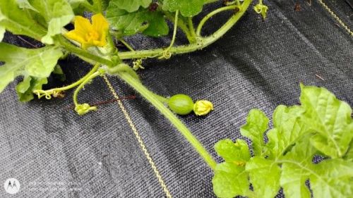 Baby watermelon