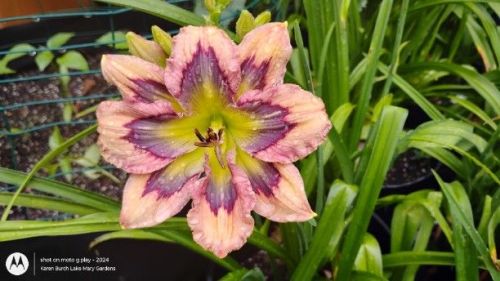 Building on Tradition daylily with 4 petals