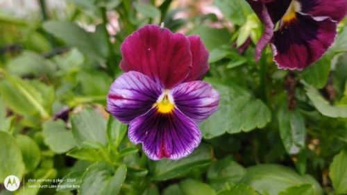 purple pansy