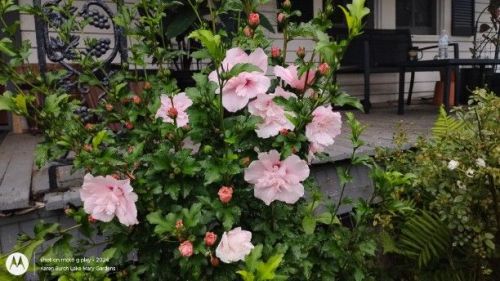 Pink double rose of sharon Pink Chiffon