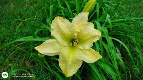 Large yellow daylily seedling