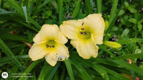 miniature yellow daylily seedling