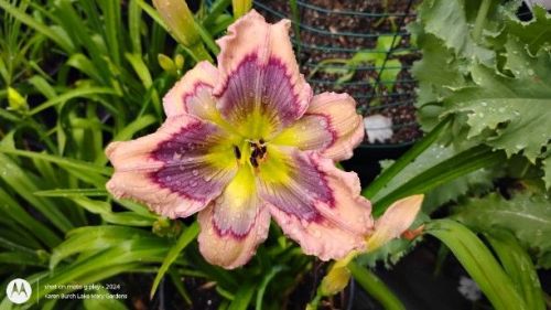 Building on Tradition Daylily