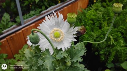 White fringed poppy
