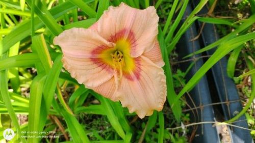 miniature peach and pink daylily seedling
