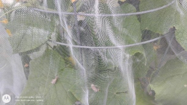 cucumbers under netting