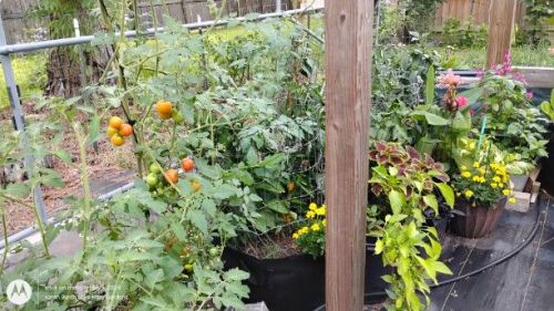 Tomatoes finishing up in greenhouse container garden