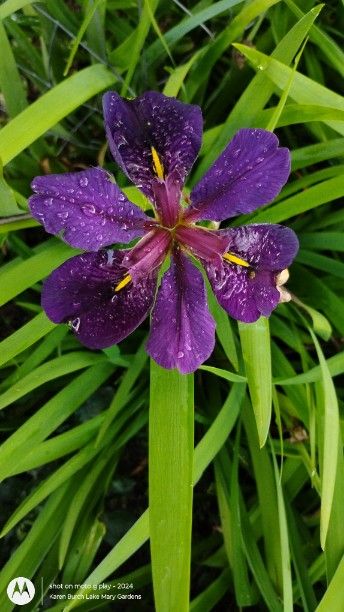 Black Gamecock Louisiana Iris