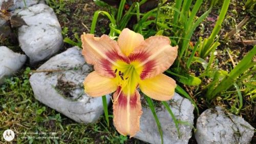 Yellow and Burgundy Daylily seedling
