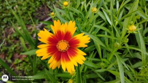 Coreopsis red center