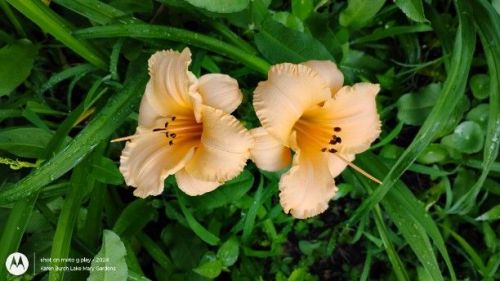 Miniature peach daylily