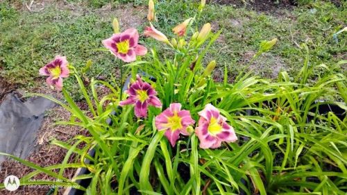Building on Tradition daylily seedlings
