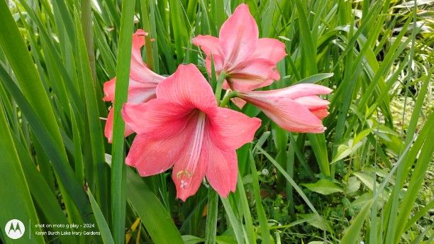 Amaryllis in the garden