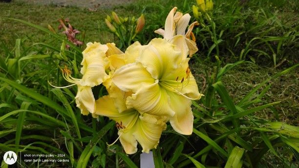 Large yellow daylily seedling