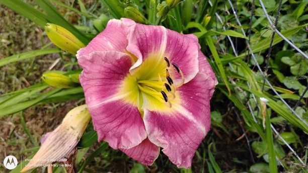 peach daylily