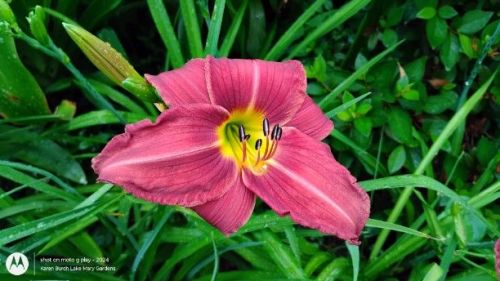 Rise daylily seedling