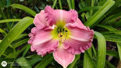 pink ruffly daylily seedling