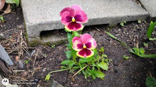 Pink and purple pansy